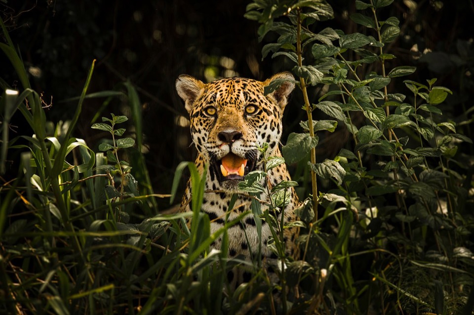 Onça-pintada na vegetação do Pantanal